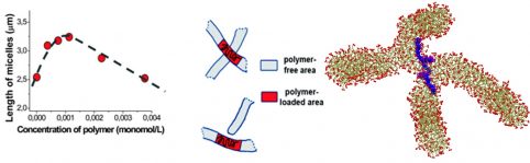 Growth of wormlike micelles of surfactant induced by embedded polymer: role of polymer chain length